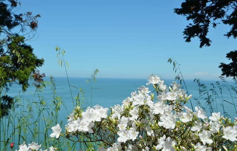 Black Sea: Magnetic Beach and Batumi Botanical Garden Tour - What Travelers Are Saying