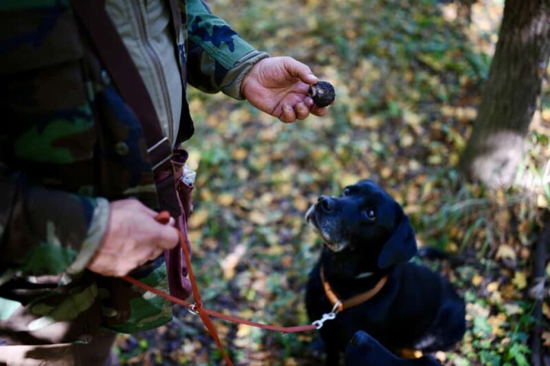 Black Truffle Hunt, Foie Gras & Wines with Budapest Pickup. - What You Can Expect from This Tour