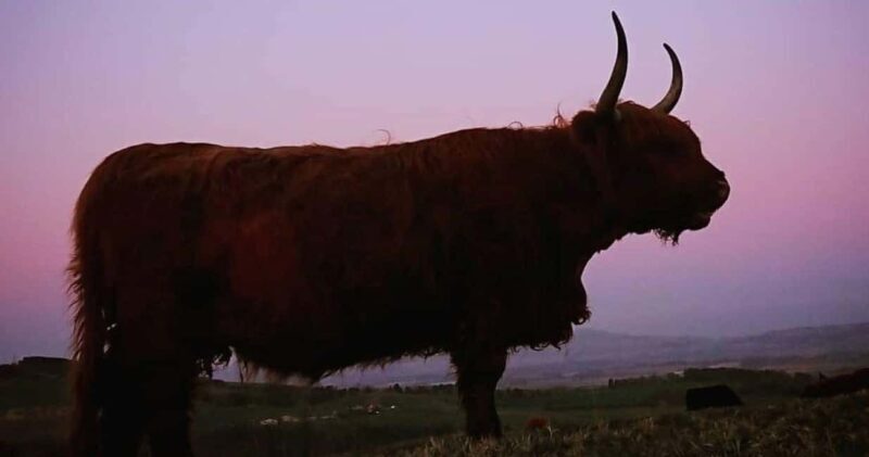 Blairgowrie: Highland Coo Experience at Bowland Trails - Key Points