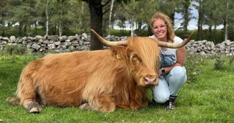 Blairgowrie: Highland Coo Experience at Bowland Trails - What to Expect on the Highland Coo Experience