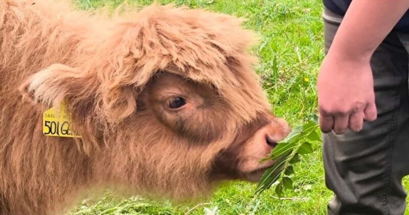 Blairgowrie: Highland Coo Experience at Bowland Trails - Additional Details and Practical Tips