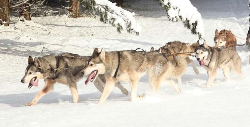 Blairgowrie: Husky Ride and Meet the Pack - Key Points