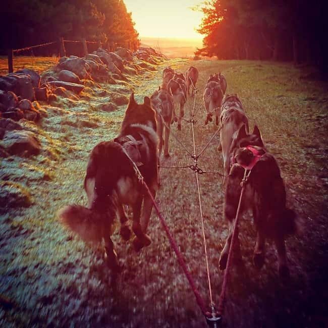 Blairgowrie: Husky Ride and Meet the Pack - What to Expect from the Husky Ride Experience