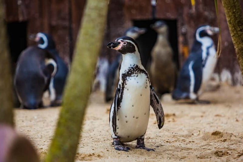 Blankenberge: SEA LIFE Entry Ticket - Key Points