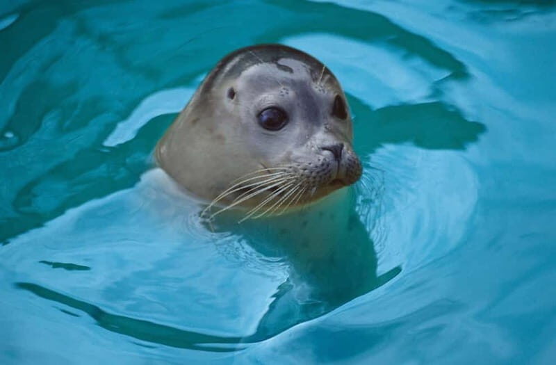 Blankenberge: SEA LIFE Entry Ticket - Final Thoughts: Is It Worth Visiting?