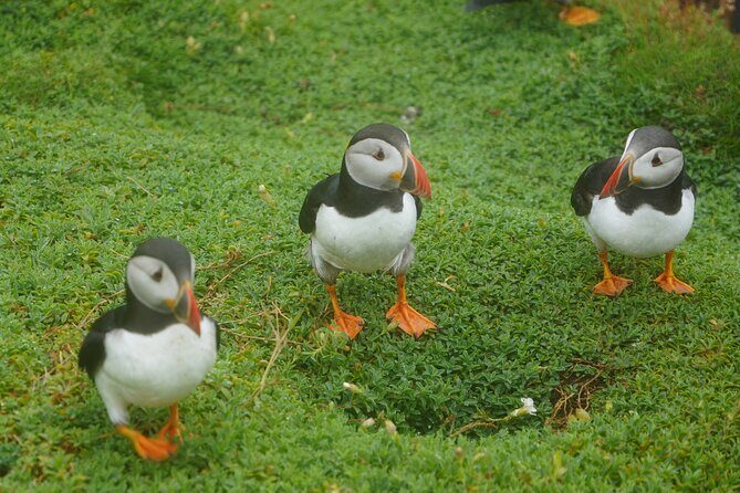 Blasket Island Sea Life Rib Tour, - Who Would Love This Tour