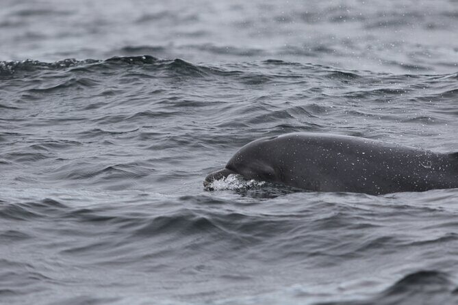 Blasket Island Sea Life Rib Tour, - FAQs