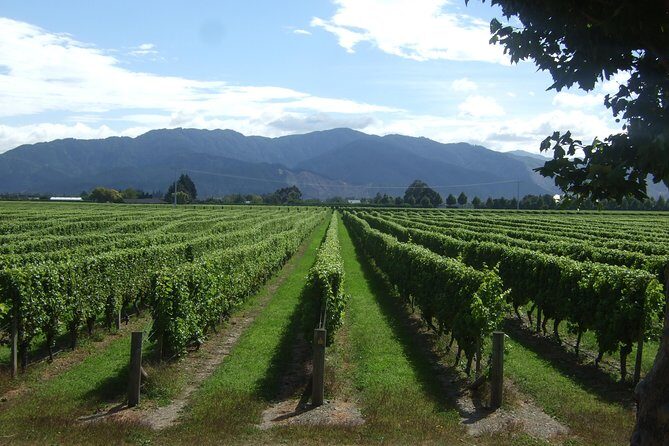 Blenheim Half day Wine Tour - What Makes This Tour Stand Out