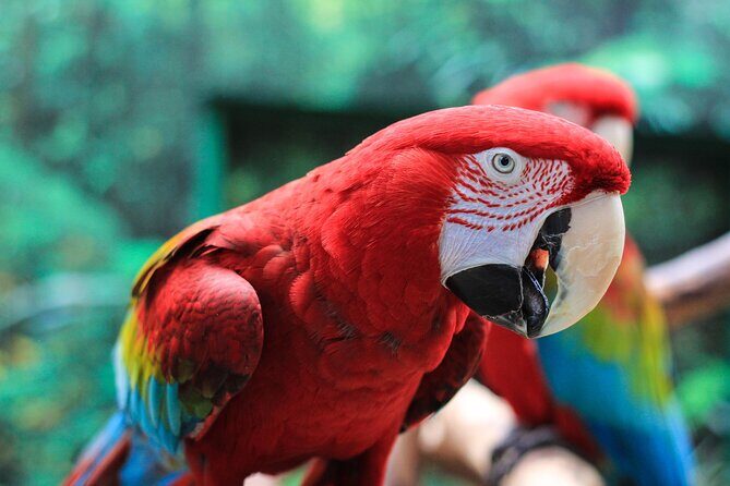 Bloedel Conservatory Admission Ticket - FAQ