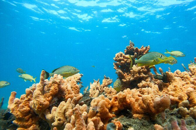 Blue Heron Bridge Guided Snorkel Tour - FAQs