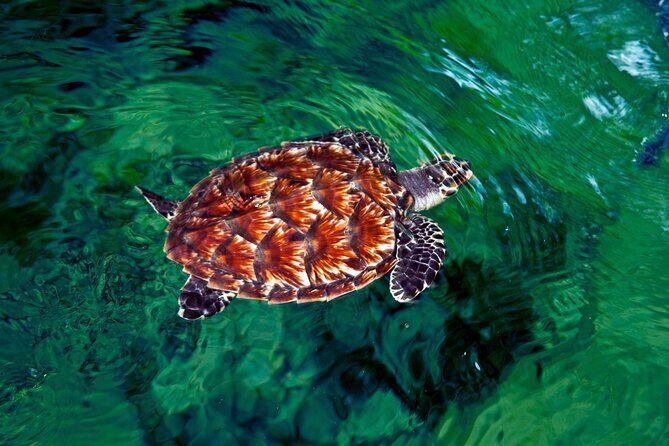 Blue Lagoon Cruises - Explorer Cruise - 3 Nights - Who Would Love This Cruise?