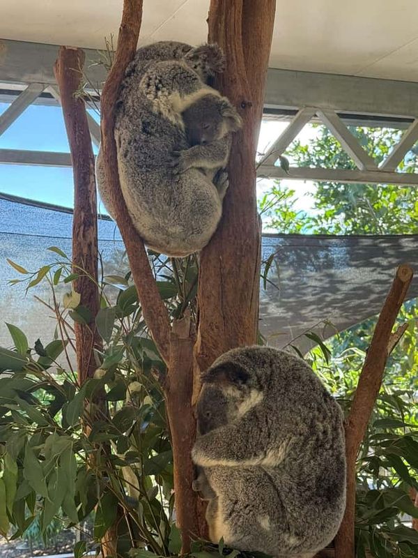 Blue Mountain Small Group Scenic World, Wildlife, Waterfall - Transport Comfort and Rules: What to Bring (and What You Can’t Bring)