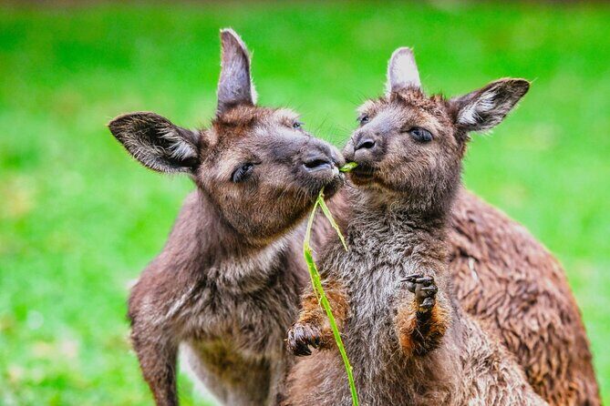 Blue Mountains Day Tour with Wildlife and Scenic World Entry - Final Thoughts