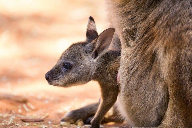 Blue Mountains Private Tour | Koala, Kangaroo, & Waterfalls Day - Final Thoughts