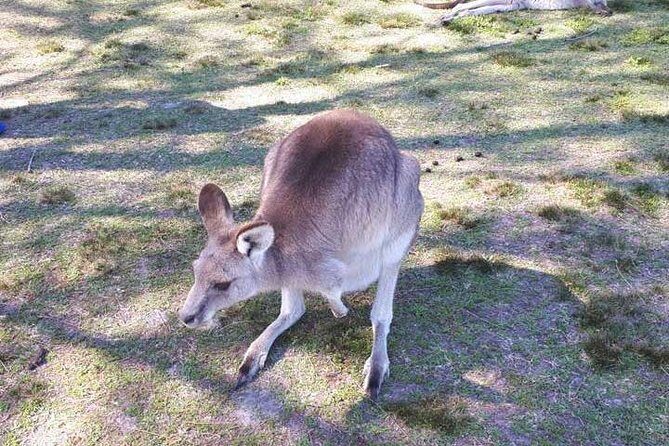 Blue Mountains Private Tour with Kangaroo and Koala Experience - Who Will Love This Tour?