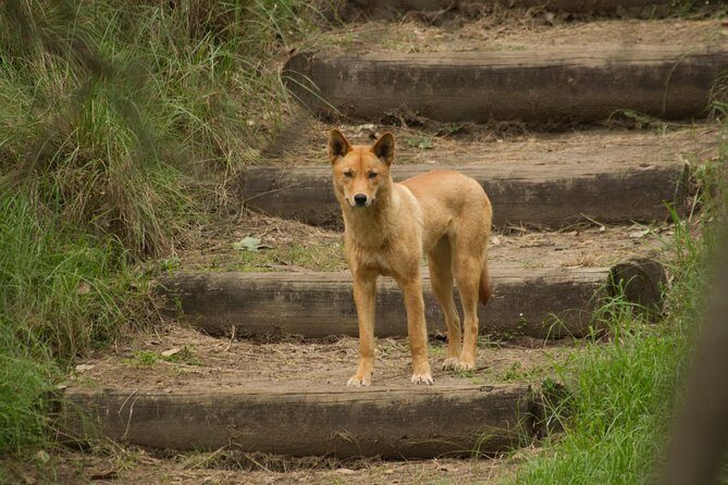 Blue Mountains Small-Group Insider Tour from Sydney - Who Should Consider This Tour?