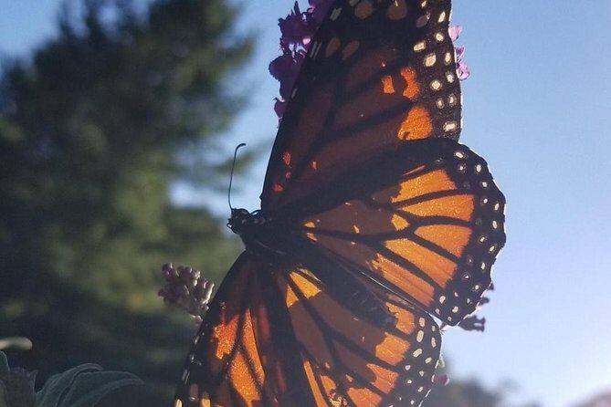 Blue Ridge Parkway Waterfalls Hiking Tour from Asheville - Final Thoughts