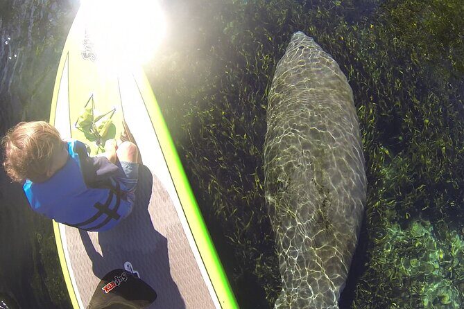 Blue Springs Kayak & Swim Wildlife Adventure - What to Expect from the Itinerary