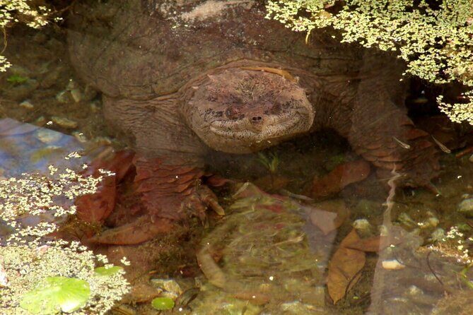 Blue Springs Kayak & Swim Wildlife Adventure - Who Should Consider This Tour?