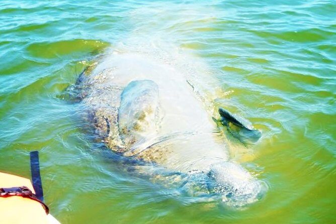 Blue Springs Manatee Tours & Wildlife Adventure Orlando - What You Can Expect from This Kayak Tour
