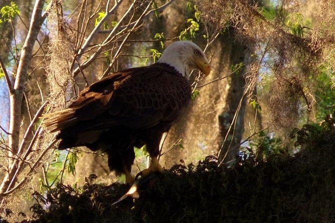 Blue Springs Manatee Tours & Wildlife Adventure Orlando - Who Will Love This?