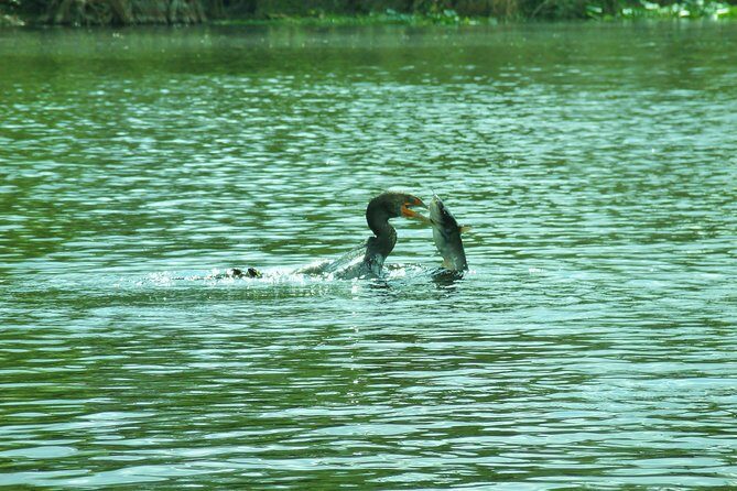 Blue Springs Manatee Tours & Wildlife Adventure Orlando - Final Thoughts: The Bottom Line