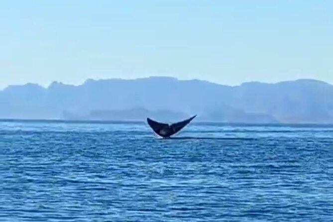Blue Whale Watching in Loreto - The Experience: What You Can Expect on This Whale Watching Adventure