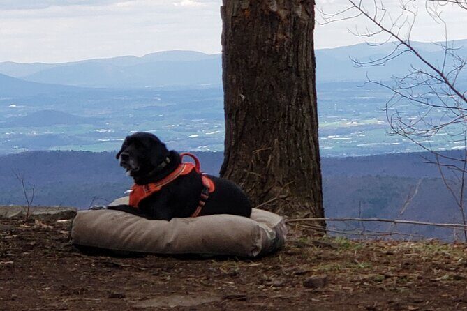 Boar's Head Resort Off Road Jeep Tour - What to Expect from the Tour