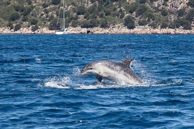 Boat Dolphins Safari and Snorkeling - Who Would Love This Tour?
