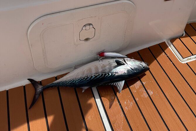 Boat Rental in Marina Bar Montenegro - Introducing the Boat Rental in Marina Bar Montenegro