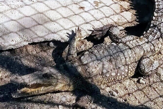 Boat Ride-Gentle Beach Beach Horseback Ride+Lunch-Crocs-Turtles - FAQs