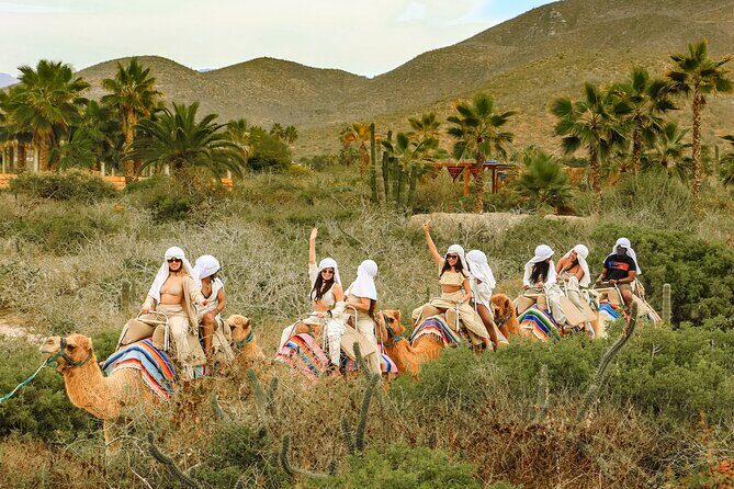 Boat Ride to the Arch and Beach Camel Ride in Cabo San Lucas Shared Tour - How This Tour Stacks Up