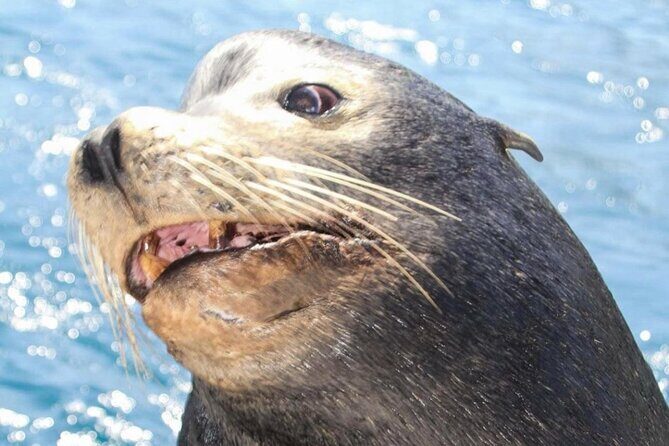 Boat Tour and Snorkel at Pelican Rock - Why This Tour Could Work for You