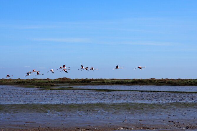 Boat Tour - Bird Observation in the Tejo Nature Reserve - Key Points