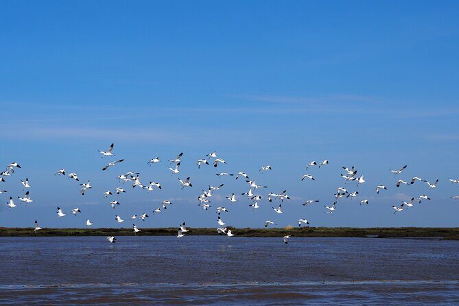 Boat Tour - Bird Observation in the Tejo Nature Reserve - What Kind of Birds Will You See?