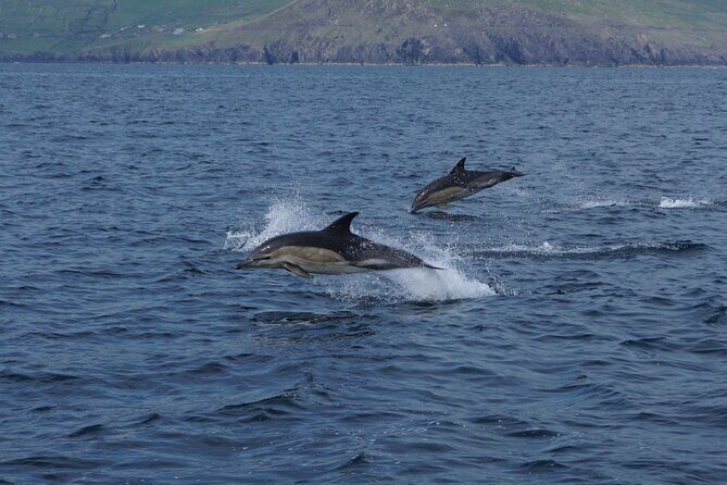 Boat Tour of Dingle Peninsula - What’s Included in the Dingle Bay Boat Tour?