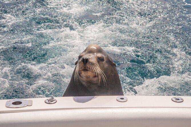 Boat Tour Snorkeling Tour with Guide, Drinks and Fruit - Who Is This Tour Best For?