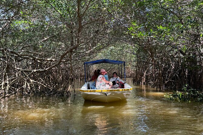 Boat tour through the mangroves of Celestún and Playa from Merida - Key Points