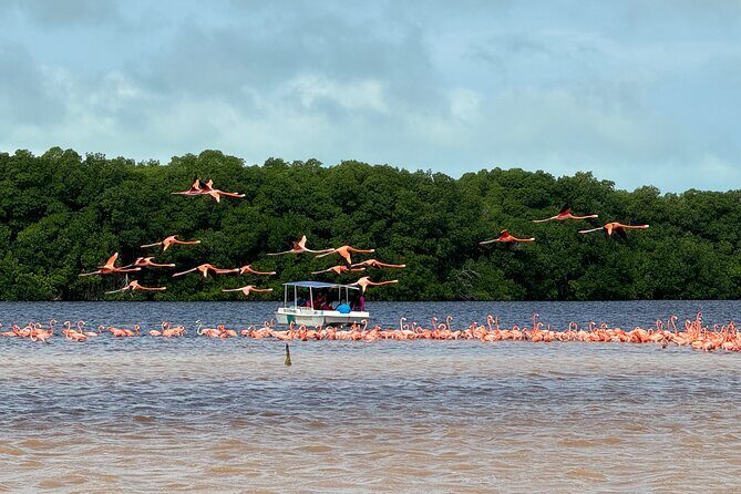 Boat tour through the mangroves of Celestún and Playa from Merida - Who Will Love This Tour?