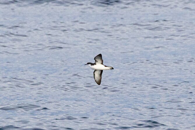 Boat Trip along the North Coast in Capelas - FAQ