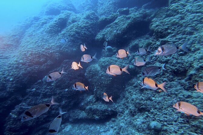 Boat trip and snorkeling in Villefranche - sur - Mer - A Detailed Look at What to Expect