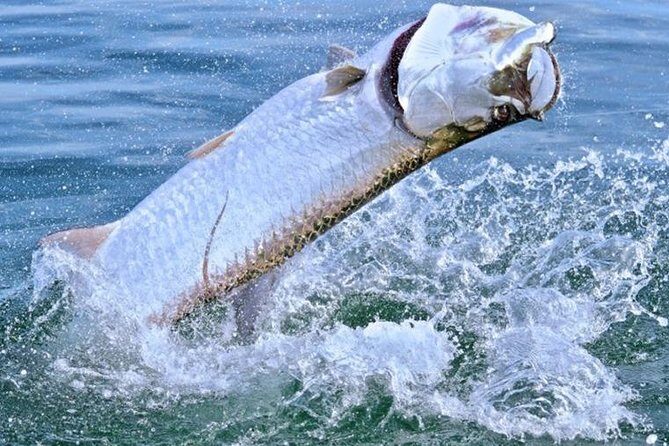 Boca Grande Inshore Fishing Charter - Final Thoughts: Is It Worth It?