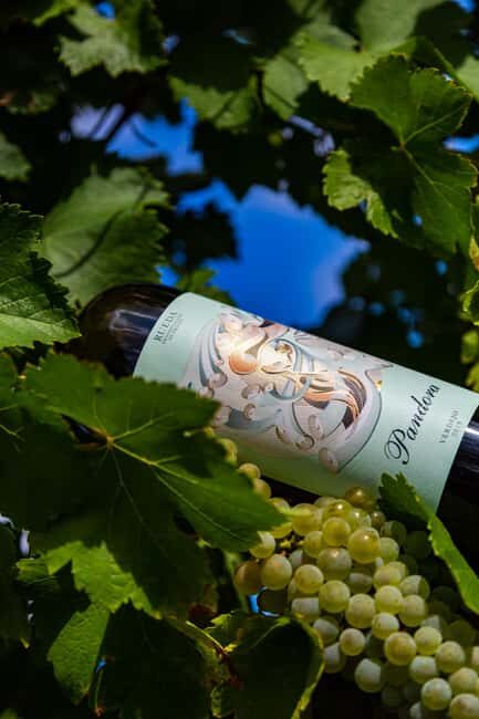 BODEGAS PANDORA: tour through vineyards and winery with wine tasting. - Key Points