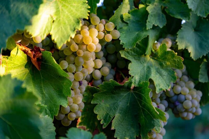 BODEGAS PANDORA: tour through vineyards and winery with wine tasting. - The Overall Experience