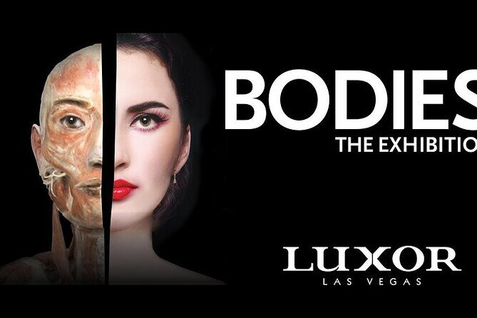 Bodies The Exhibition at the Luxor Hotel and Casino - A Closer Look at the Experience