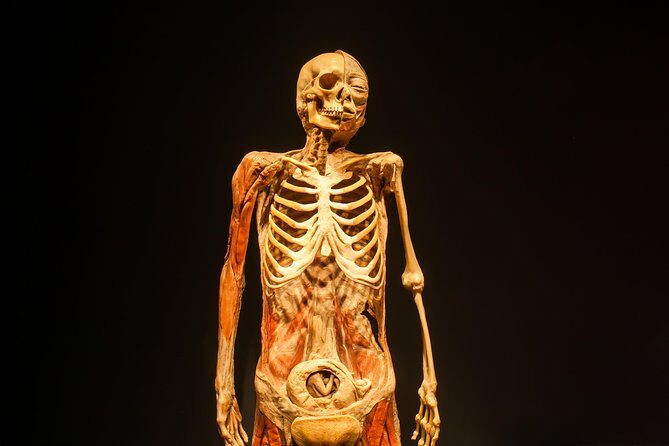 Bodies The Exhibition at the Luxor Hotel and Casino - FAQ