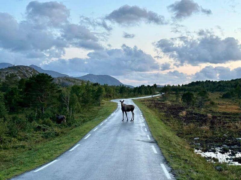 Bodø: Northern Norway Moose Safari - What Is the Bodø Moose Safari All About?