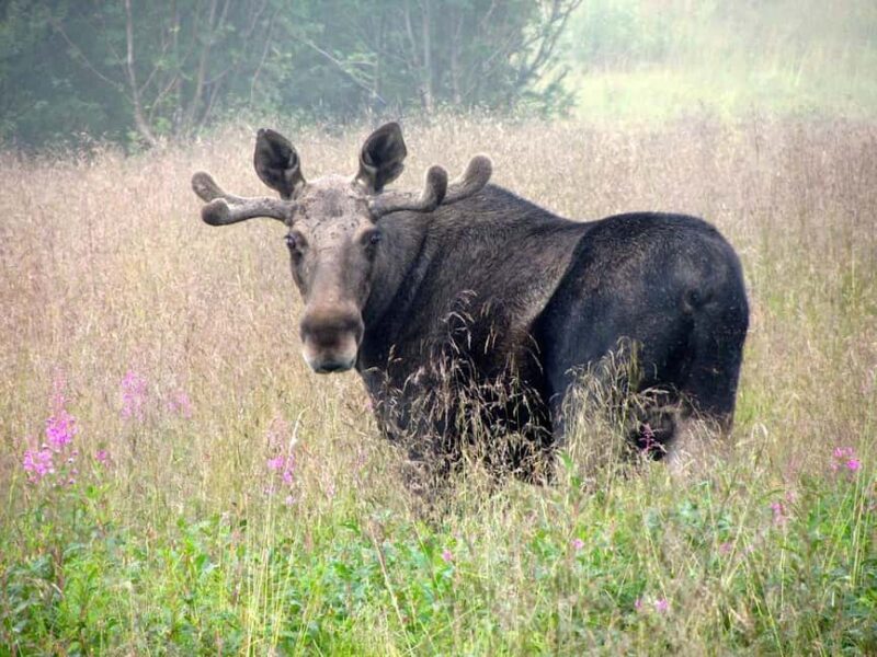 Bodø: Northern Norway Moose Safari - The Experience: What You’ll Really Get