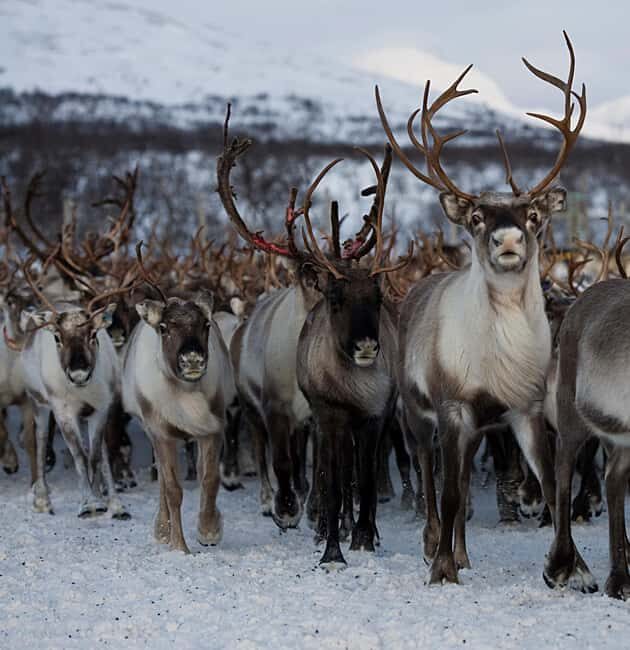 Bodø: Sami Experience in Bodø - Exploring the Experience in Detail
