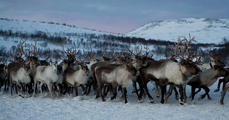 Bodø: Sami Experience in Bodø - Who Would Love This Tour?